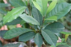 Linociera malabarica